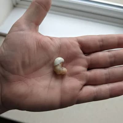 Customer photo from a verified review